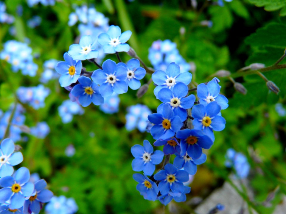 Blue 5 Petaled Flowers