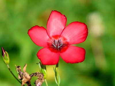 Close Photography Of Red 5 Petaled Flower In Bloom During Daytime photo