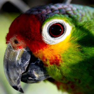 Close Up Photo Of Green Red And Yellow Bird photo