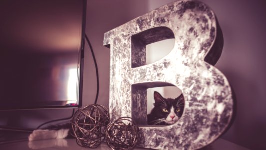 Cat Looking Through Letter B