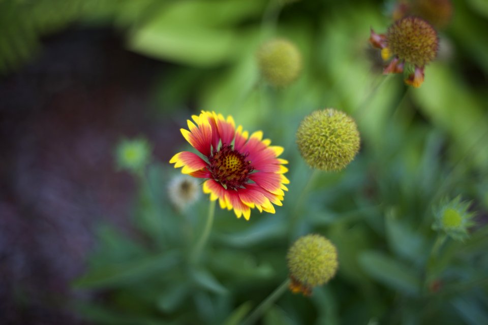 Red And Yellow Multi Petal Flower photo