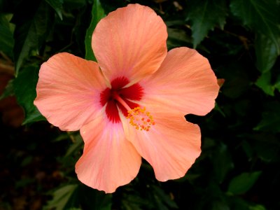 Pink Flowers With Yellow Nectars