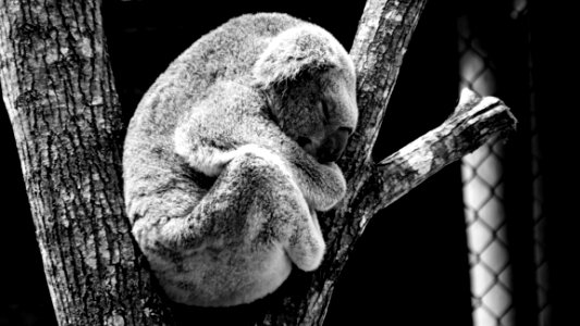 Koala Sleeping In Tree photo