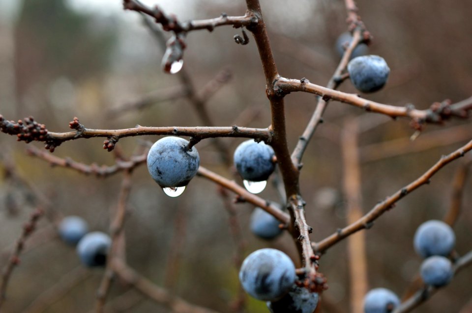 White Round Fruit