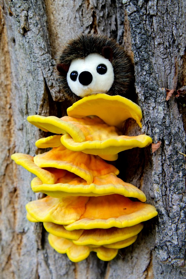 White Plush Toy On Top Of Yellow Mushroom