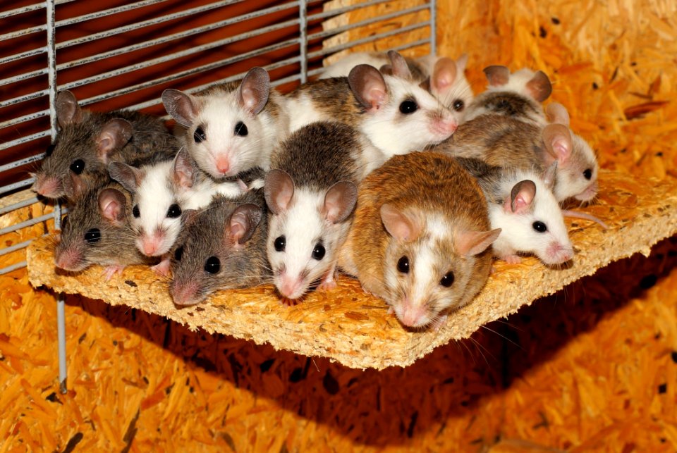 Brown And White Mouse Beside Black And White Mouse