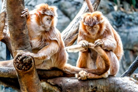 Close-up Of Monkey