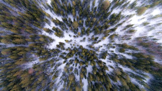 Evergreen Forest In Winter
