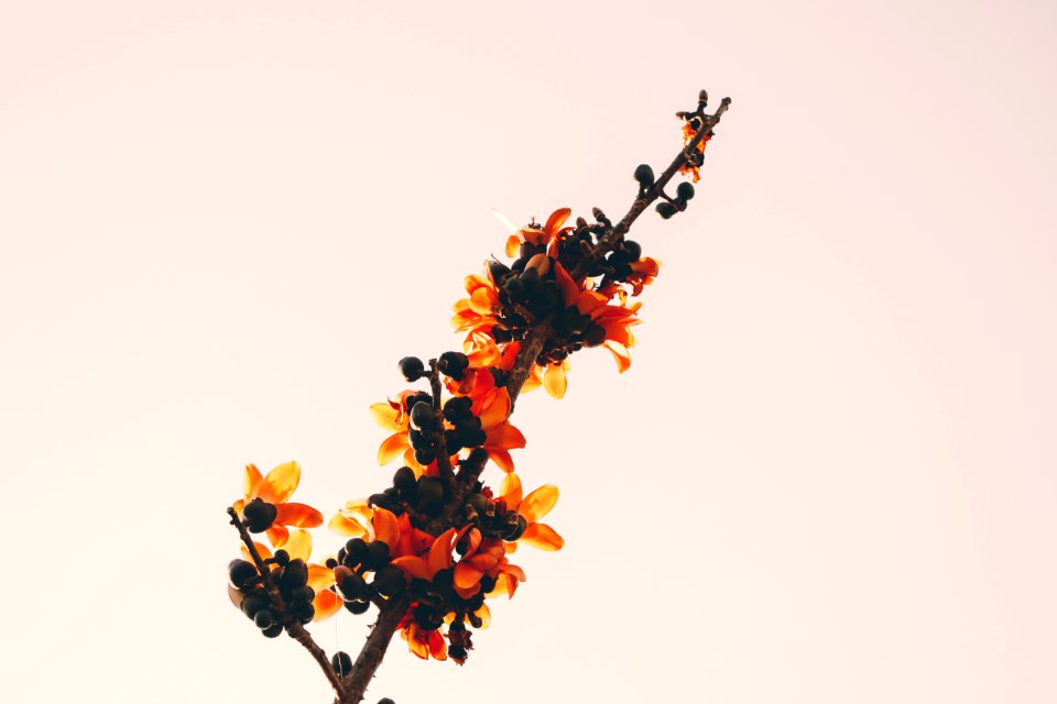 Close-up Of Orange Flowers