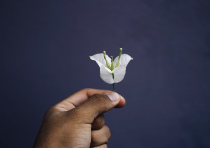 Close-up Of Hand Holding Flower Over Black Background photo