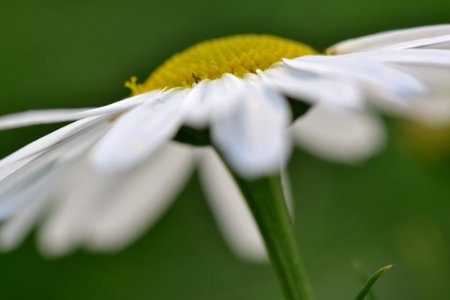 Close-up Of White Flower photo