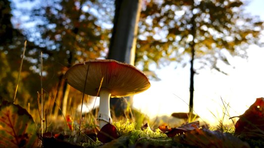 Close-up Of Mushroom Growing On Field