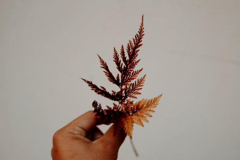 Close-up Of Hand Holding Plant