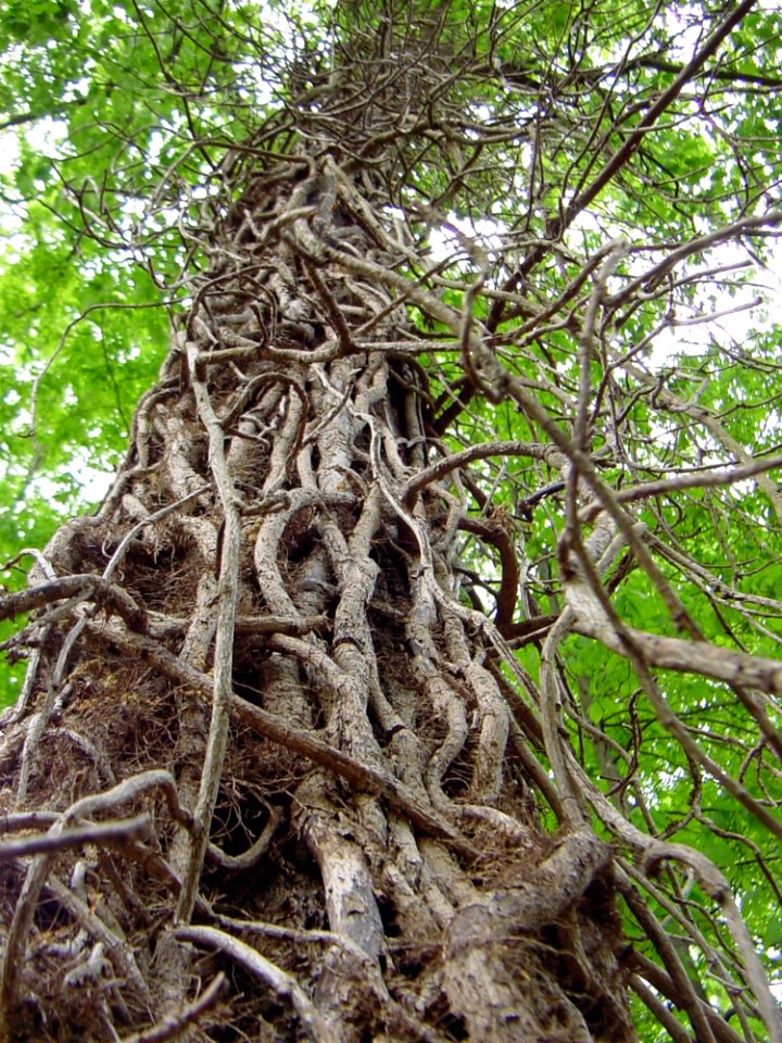Dead Ivy Vines Cling To Tree