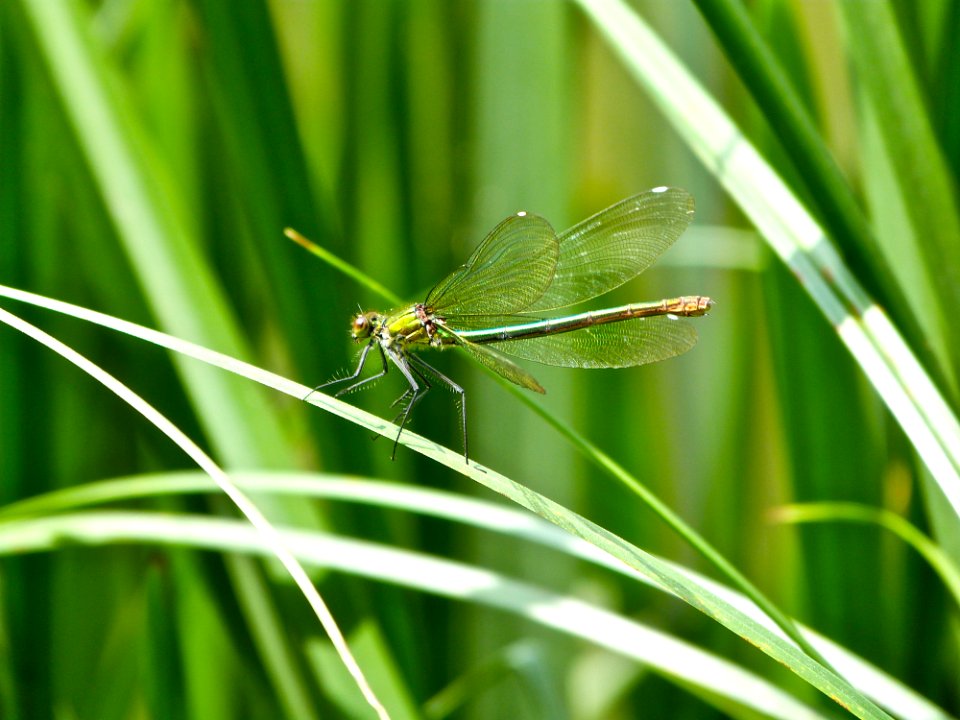Common Green Darner