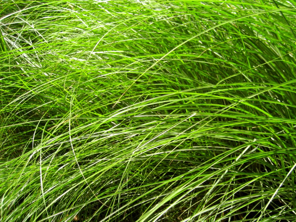 Herbe Swoosh