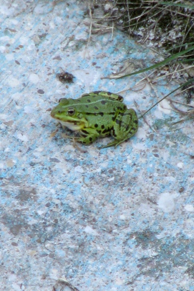 Toad