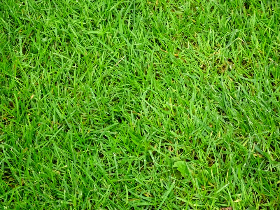 Green Grass photo