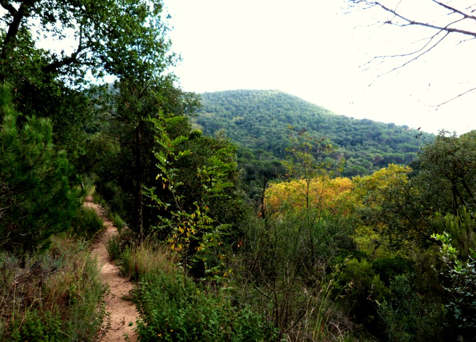 Hiking At Gualba (Montseny)