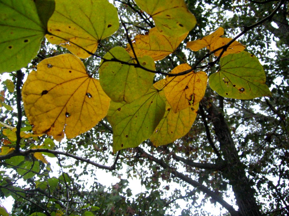 Fall Is Here