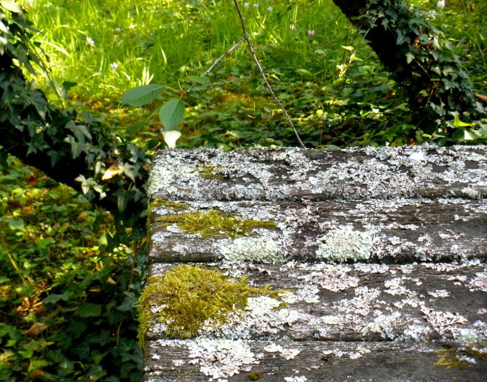 Moss Table