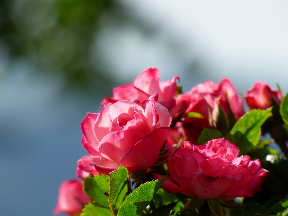 Nature pink flower garden