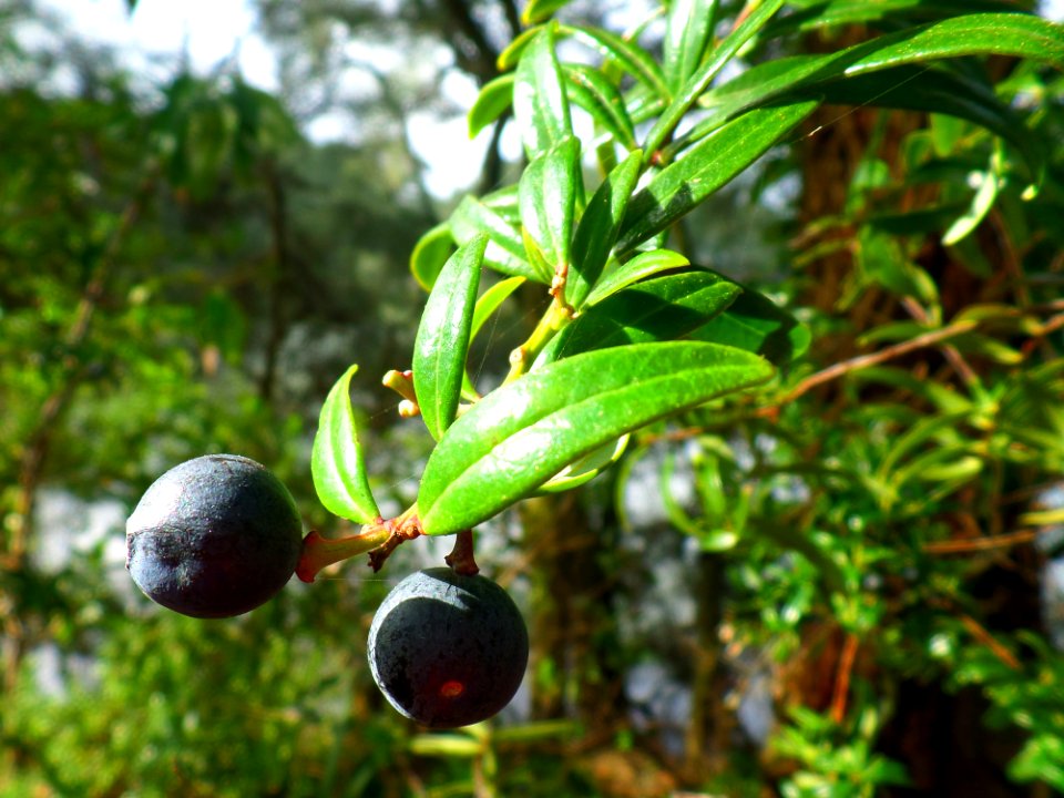 Sunny Berries