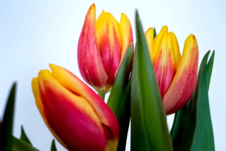 Tulips photo