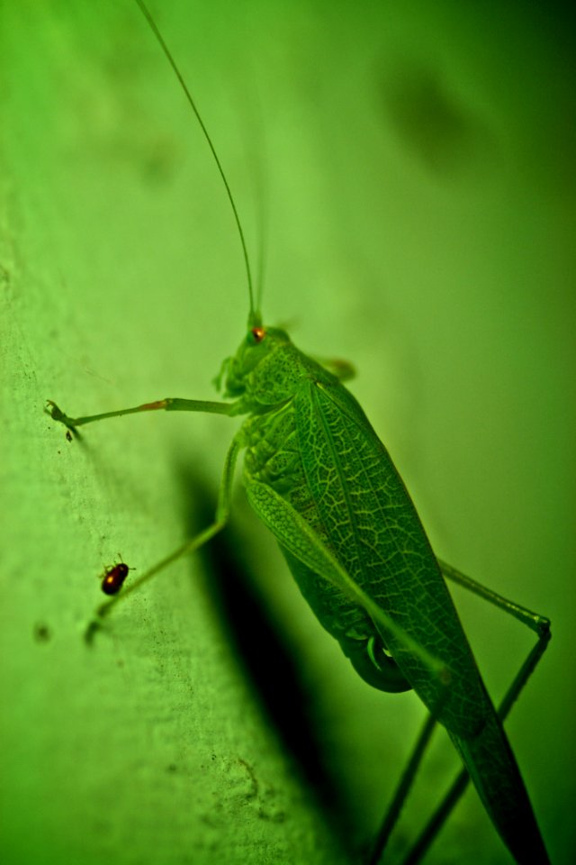 Bugs