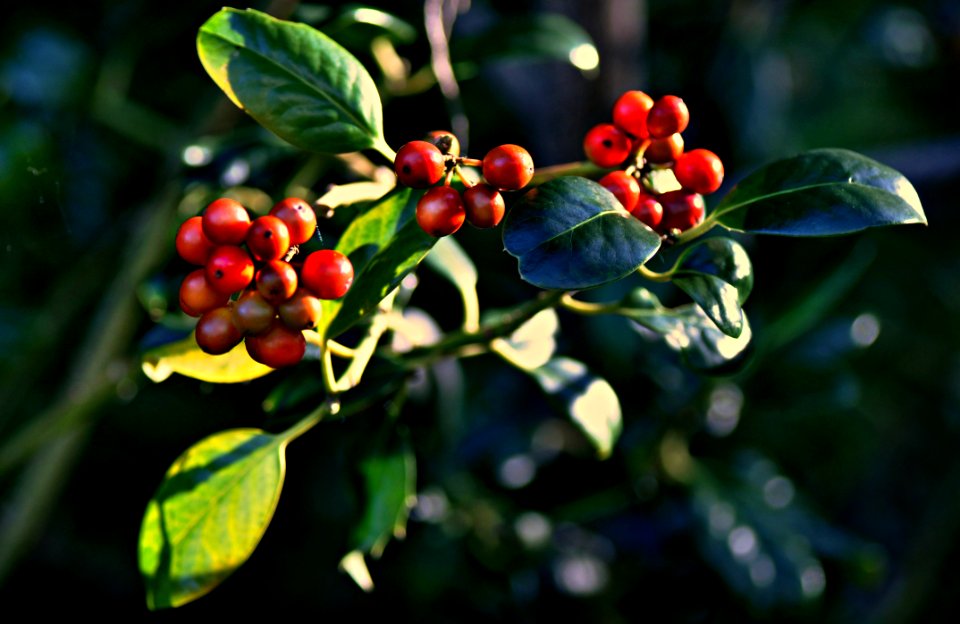 PUBLIC DOMAIN PIXABAY VIIIW 27-09-15 -- Happy Berries