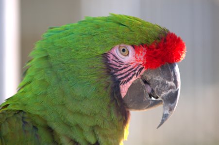 Military Macaw Closeup