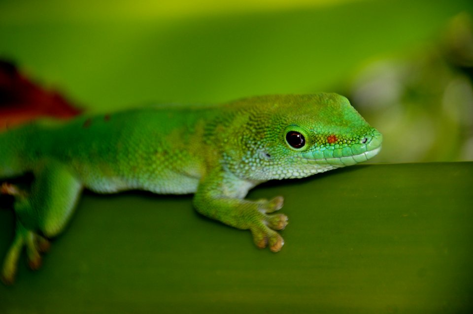 Madagascan Day Gecko (7)
