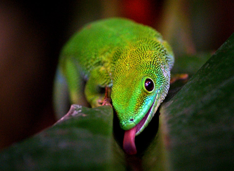 Madagascan Day Gecko (1)