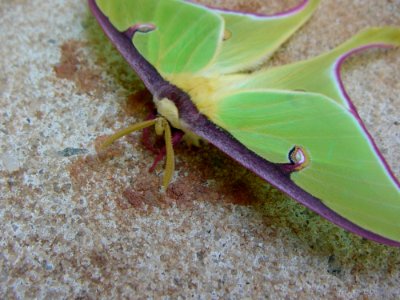 Moth 34 View