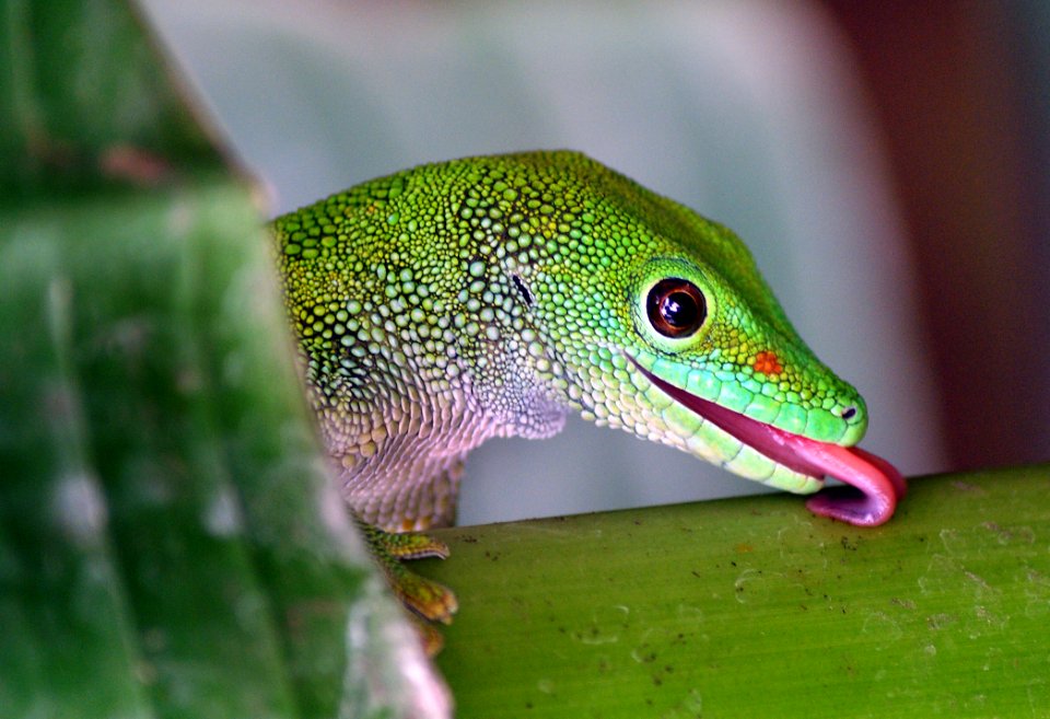 Madagascan Day Gecko (9)