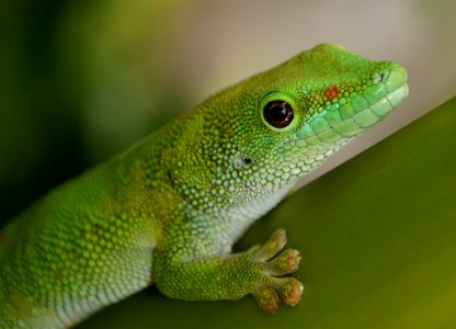 Madagascan Day Gecko (6)