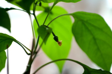 Out First Pod