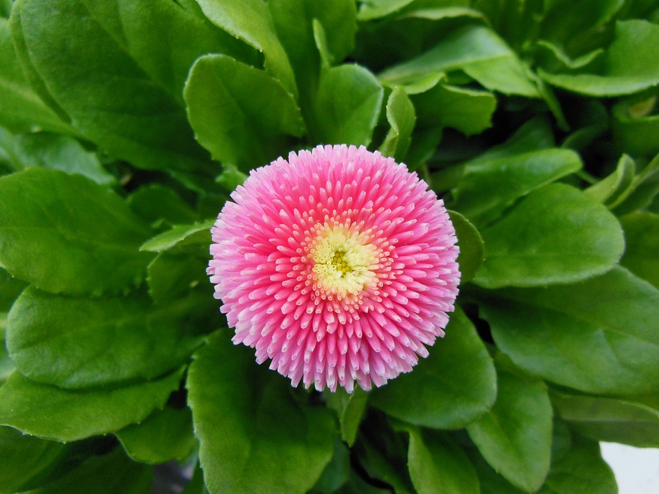 Daisies red white