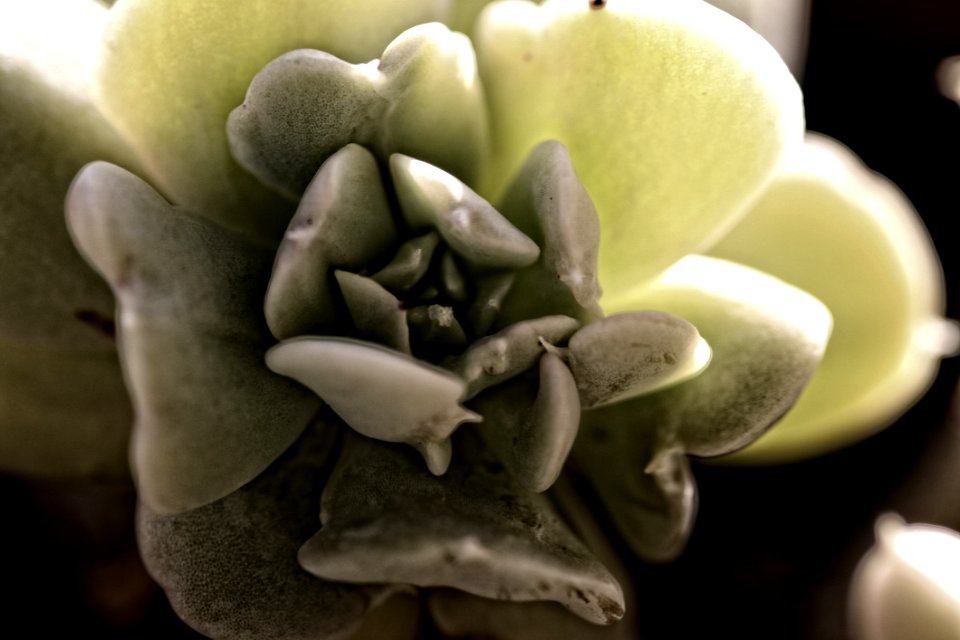 Succulent