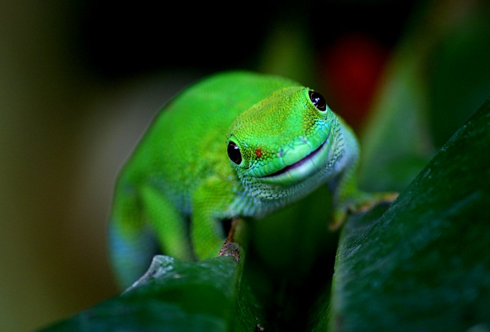 Madagascan Day Gecko (10)