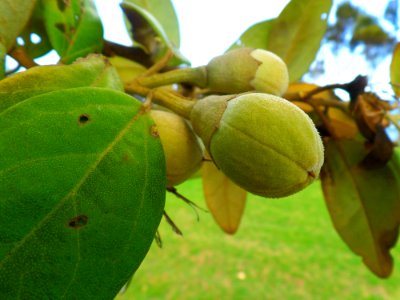 Furry Fruit