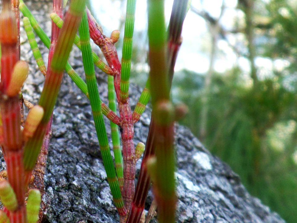 Australian She-Oak Branchlets