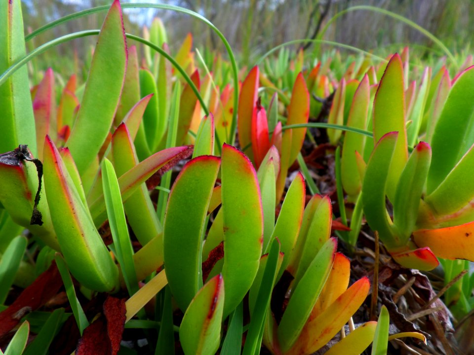 Softly Spikey Garden