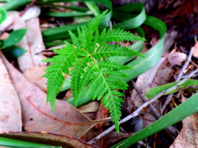 Tiny Fern