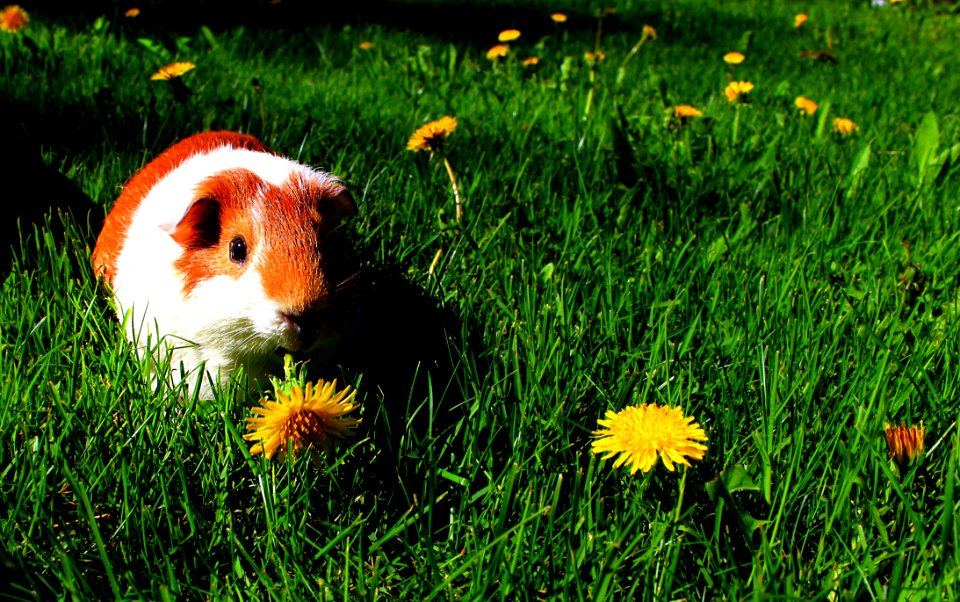 Sasu The Guinea Pig
