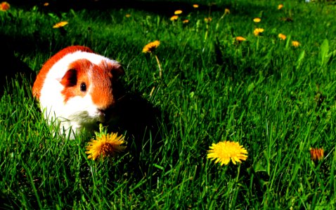 Sasu The Guinea Pig
