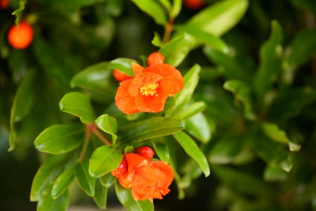 Fleurs Du Solstice
