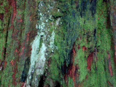 Plant Wood Terrestrial Plant Trunk