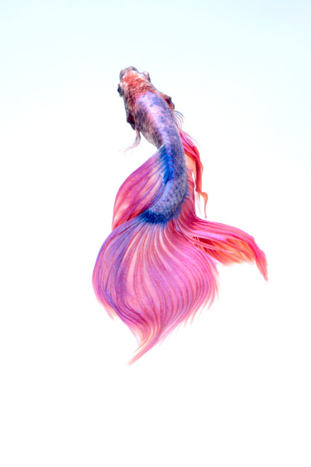 Close-up Of A Siamese Fighting Fish