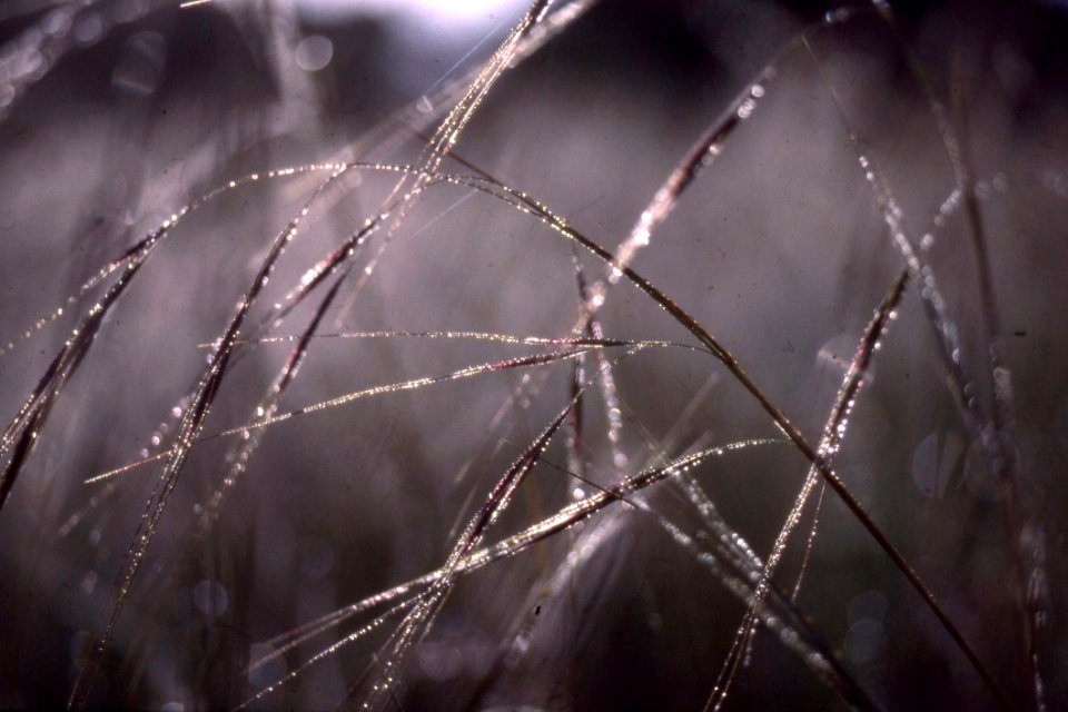 Water Drops On Grass